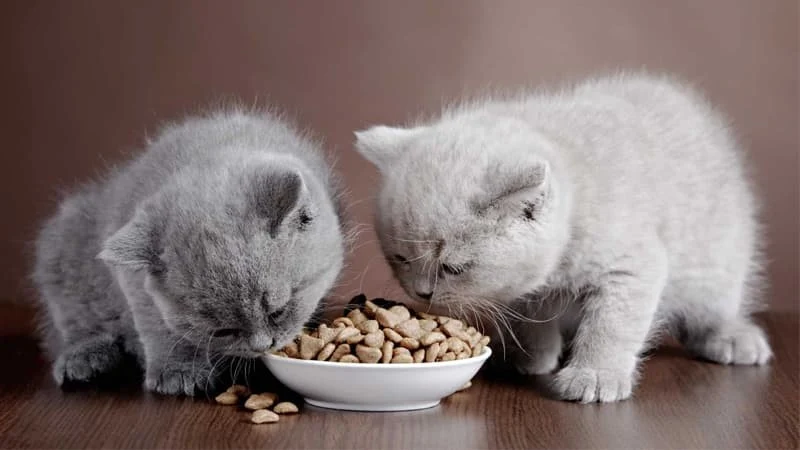 تفاوت غذای خشک بچه گربه با گربه بالغ